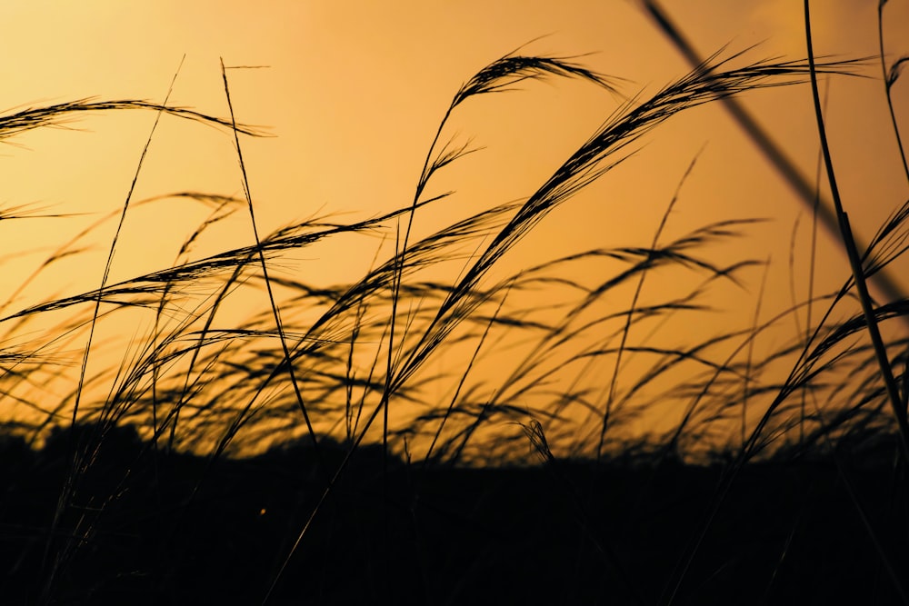 the silhouette of a field of tall grass at sunset