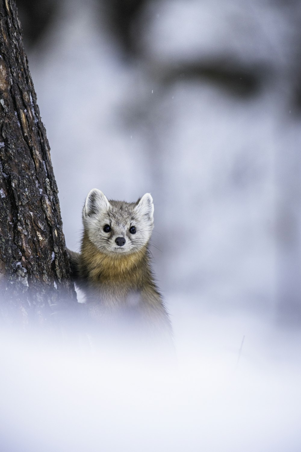 a small animal standing next to a tree in the snow