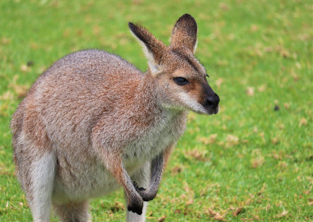 a small kangaroo standing on top of a lush green field