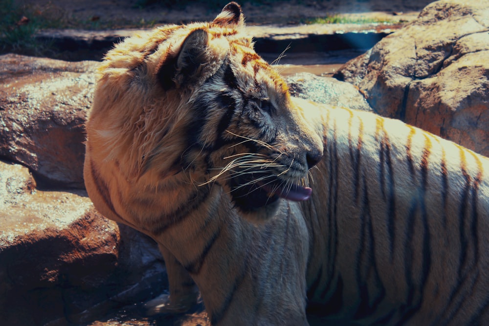 a close up of a tiger near some rocks