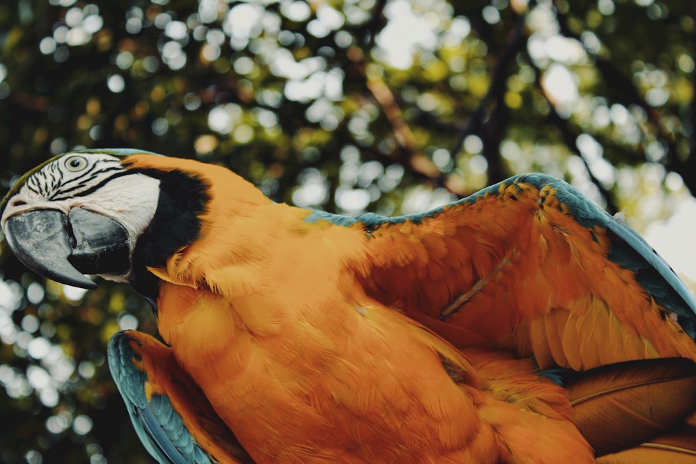 a close up of a parrot with a tree in the background