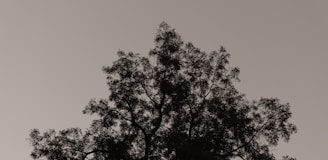 A close-up of a majestic tree silhouetted against a dark background, highlighting its intricate branches and leaves.