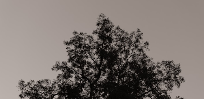A close-up of a majestic tree silhouetted against a dark background, highlighting its intricate branches and leaves.