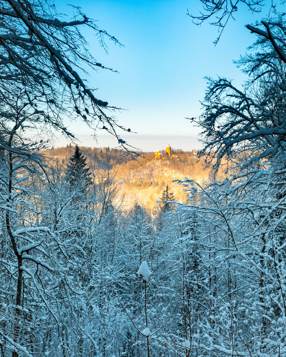 a view of a forest covered in snow