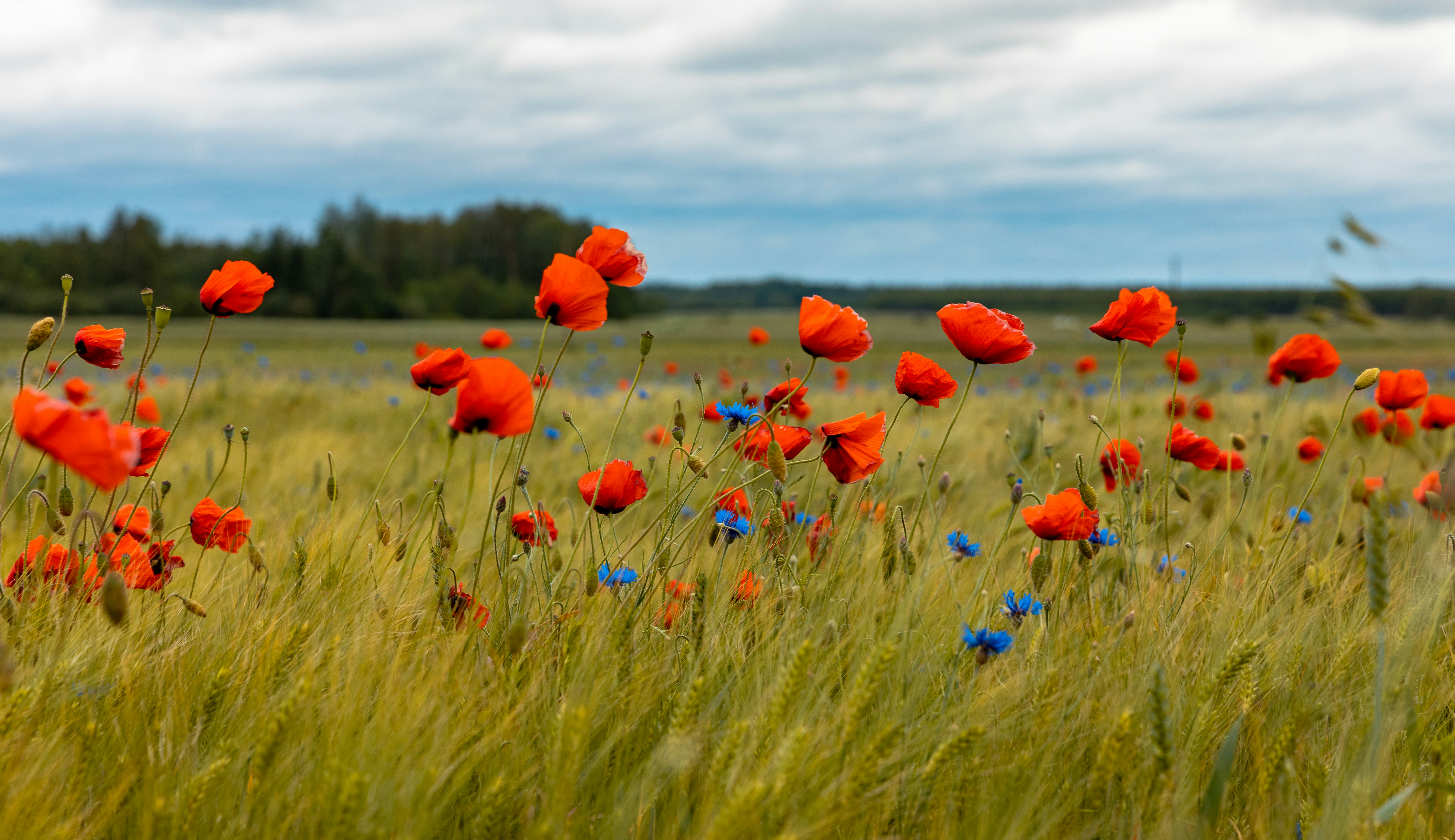 Photo by armandsbrants