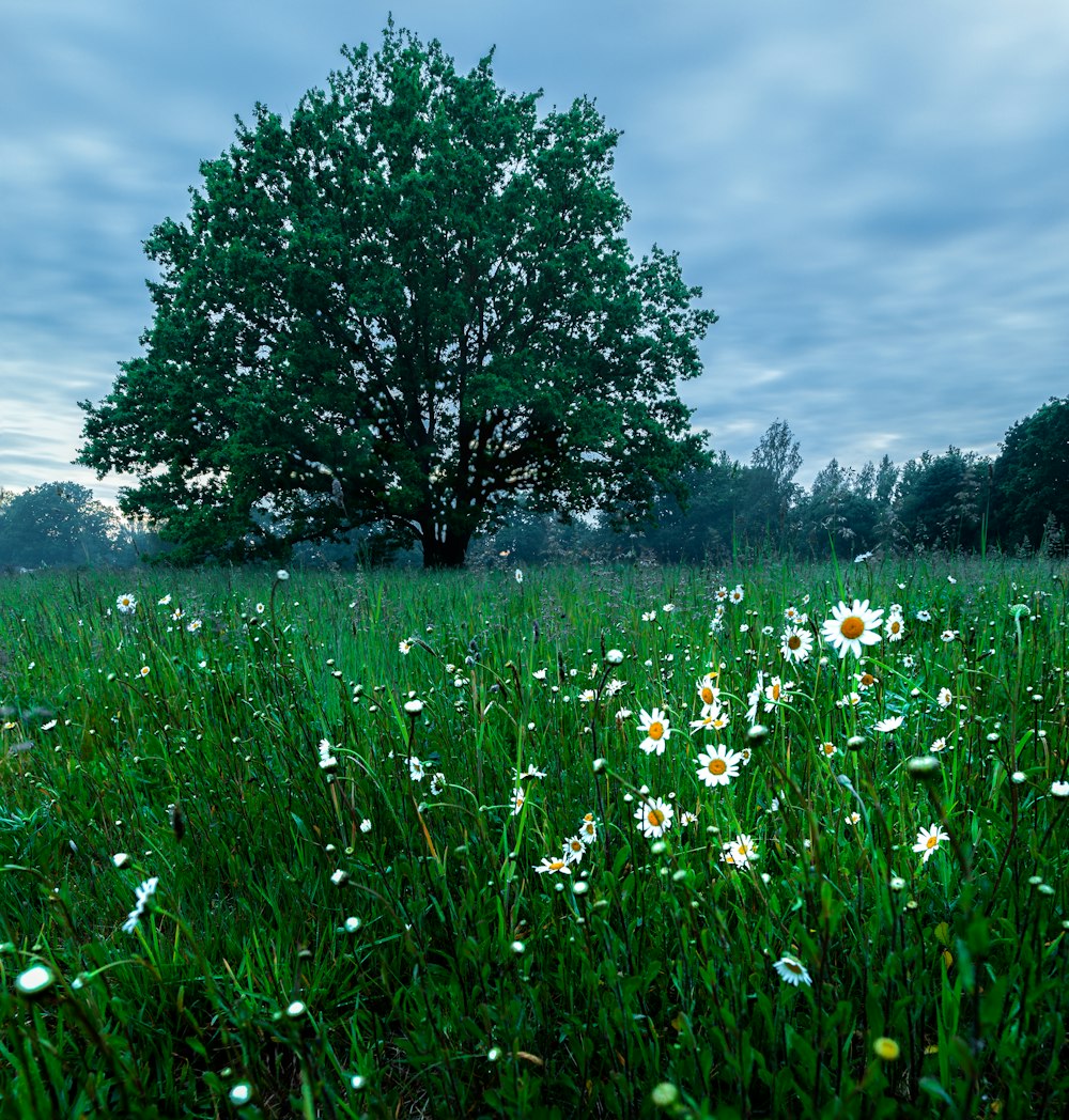a field full of flowers and a tree in the background