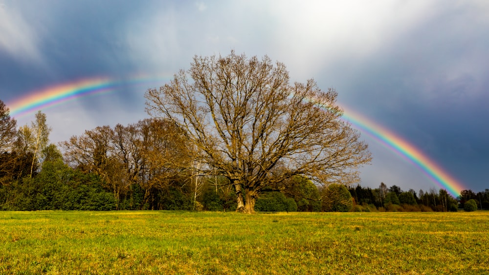 a rainbow in the sky over a field with trees