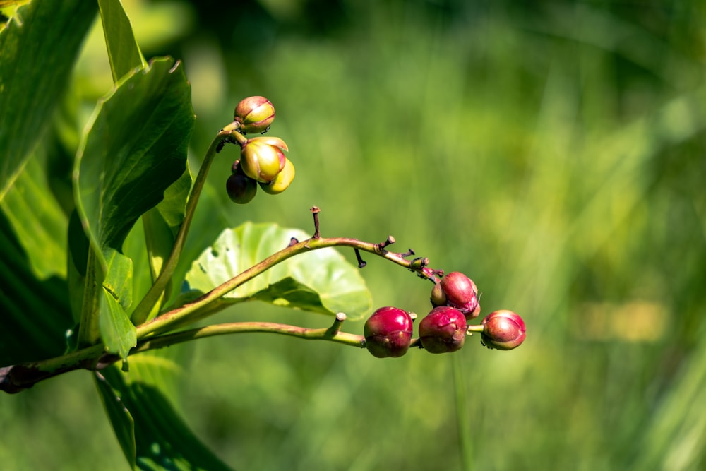 a close up of a plant with berries on it