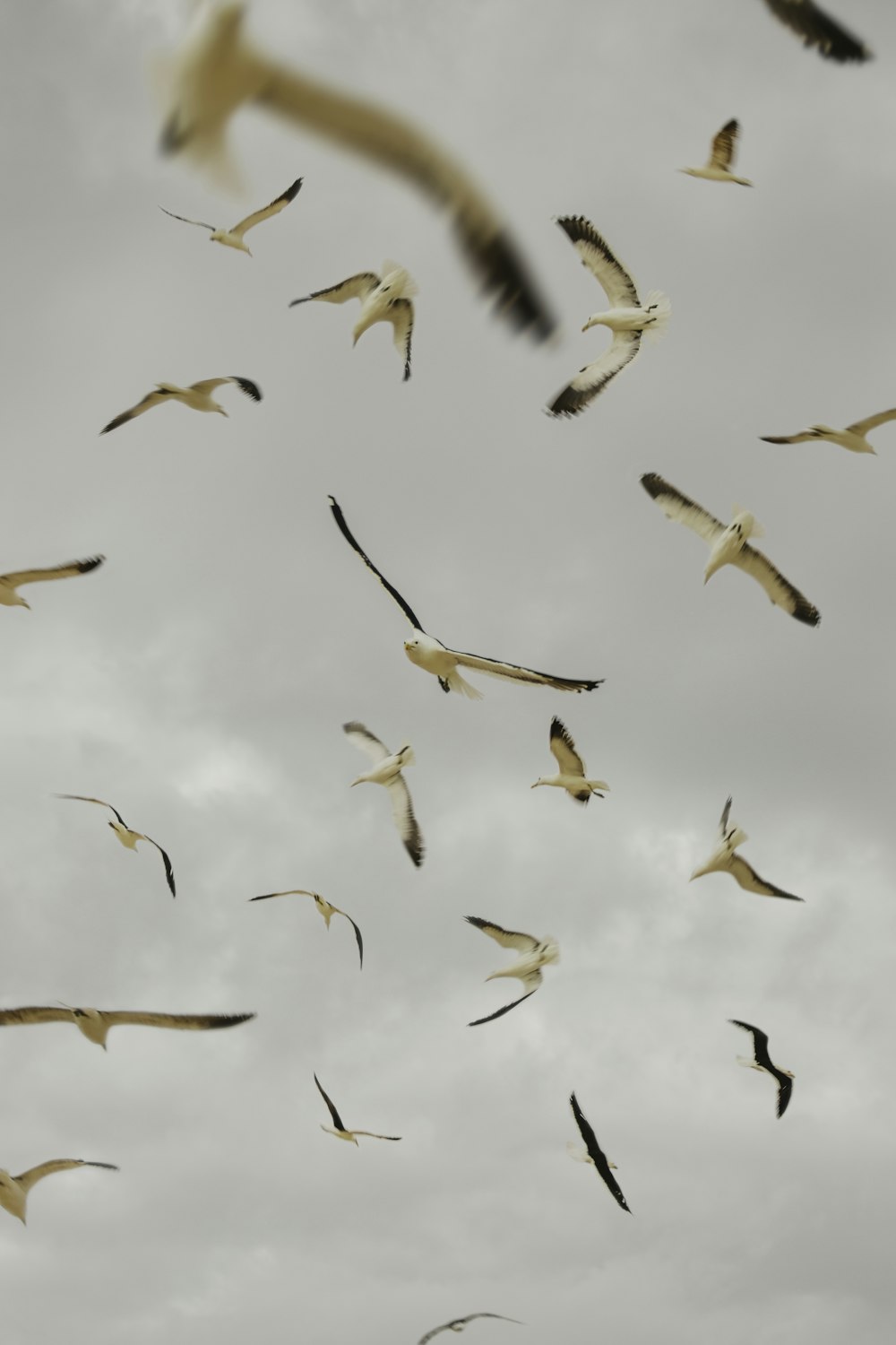 a flock of birds flying through a cloudy sky