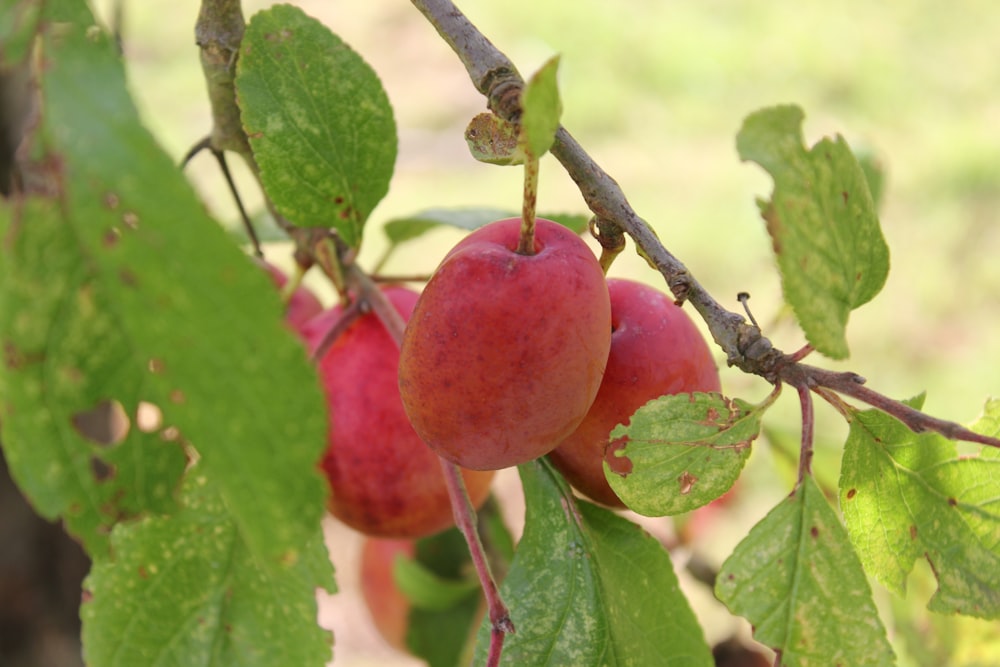 Un primer plano de alguna fruta en un árbol