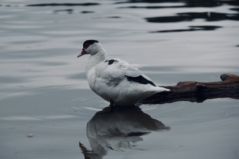 a white and black bird is sitting on a branch in the water