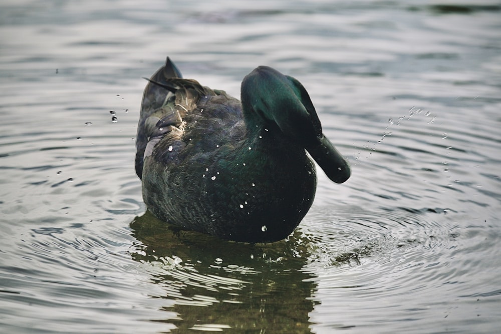 a close up of a duck in a body of water