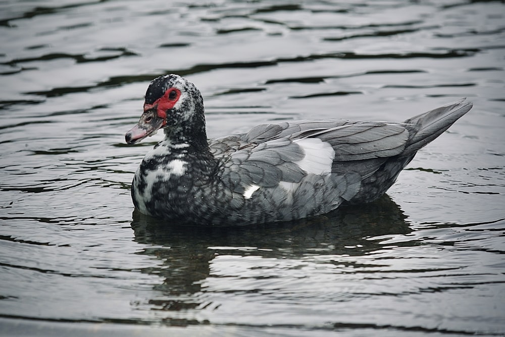 a duck floating on top of a body of water