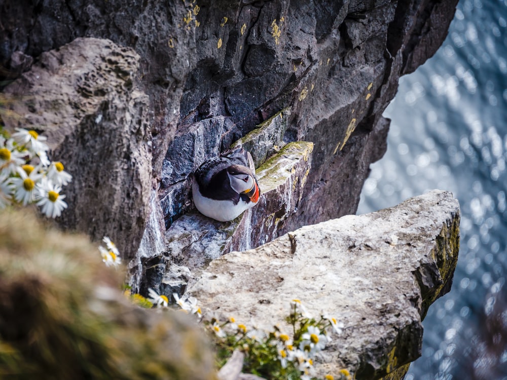 a puffy bird sitting on the edge of a cliff