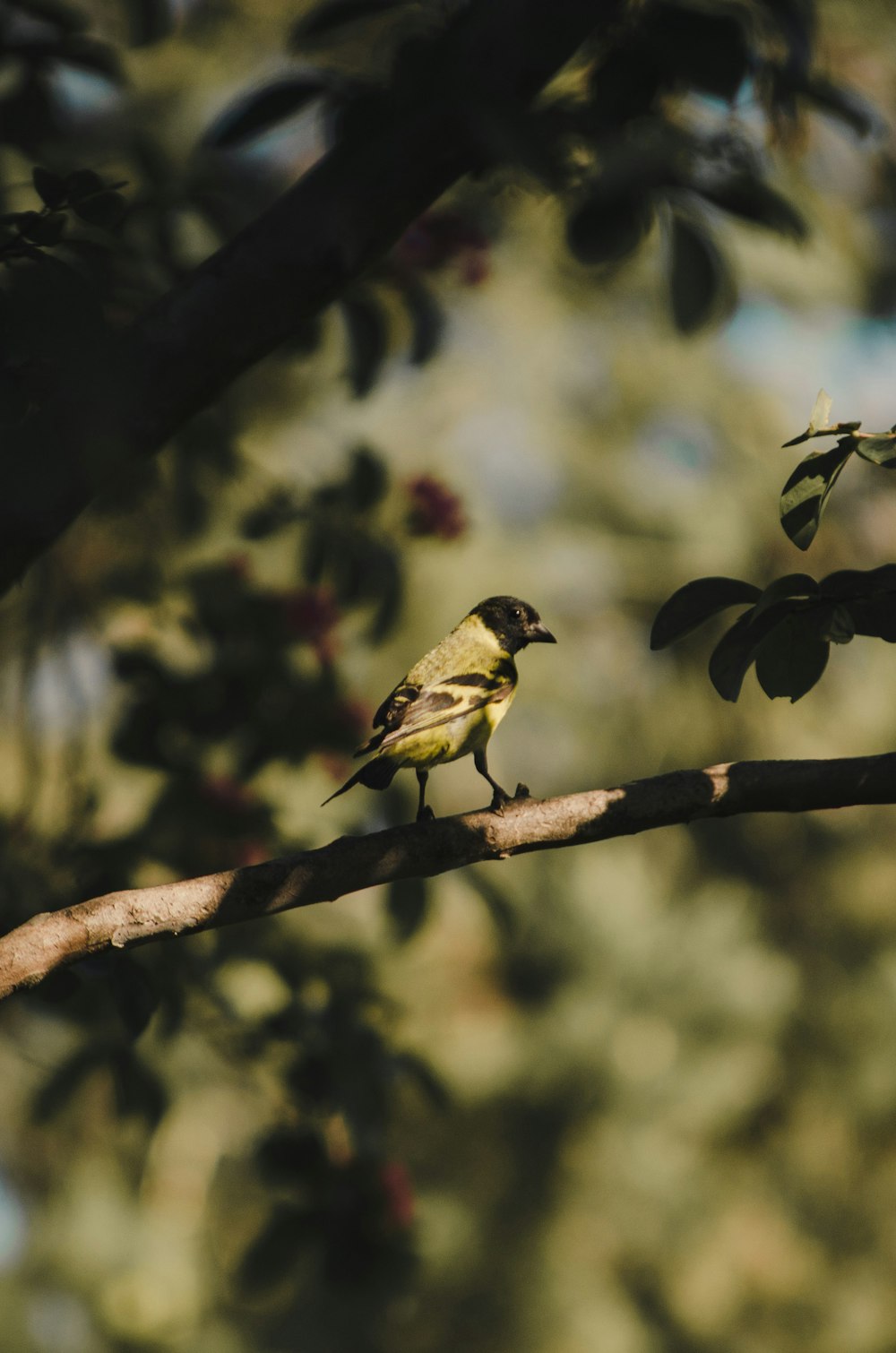 a small bird perched on a tree branch