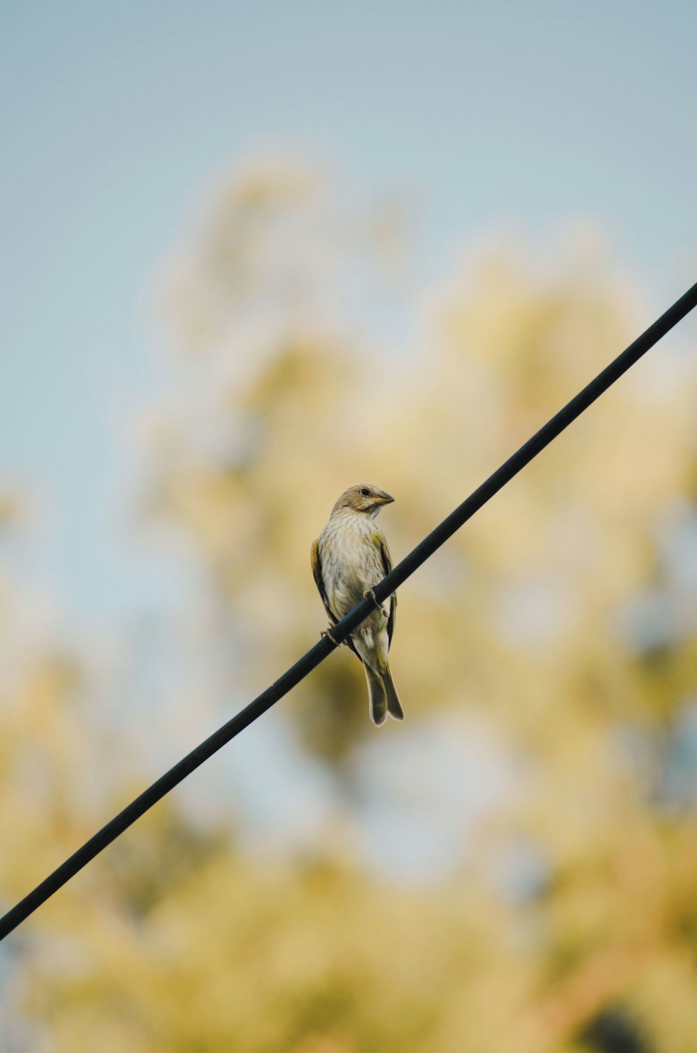 a small bird sitting on a wire with trees in the background