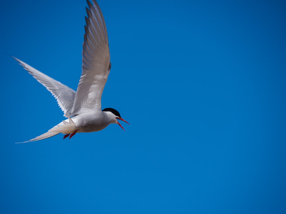 a white bird flying through a blue sky