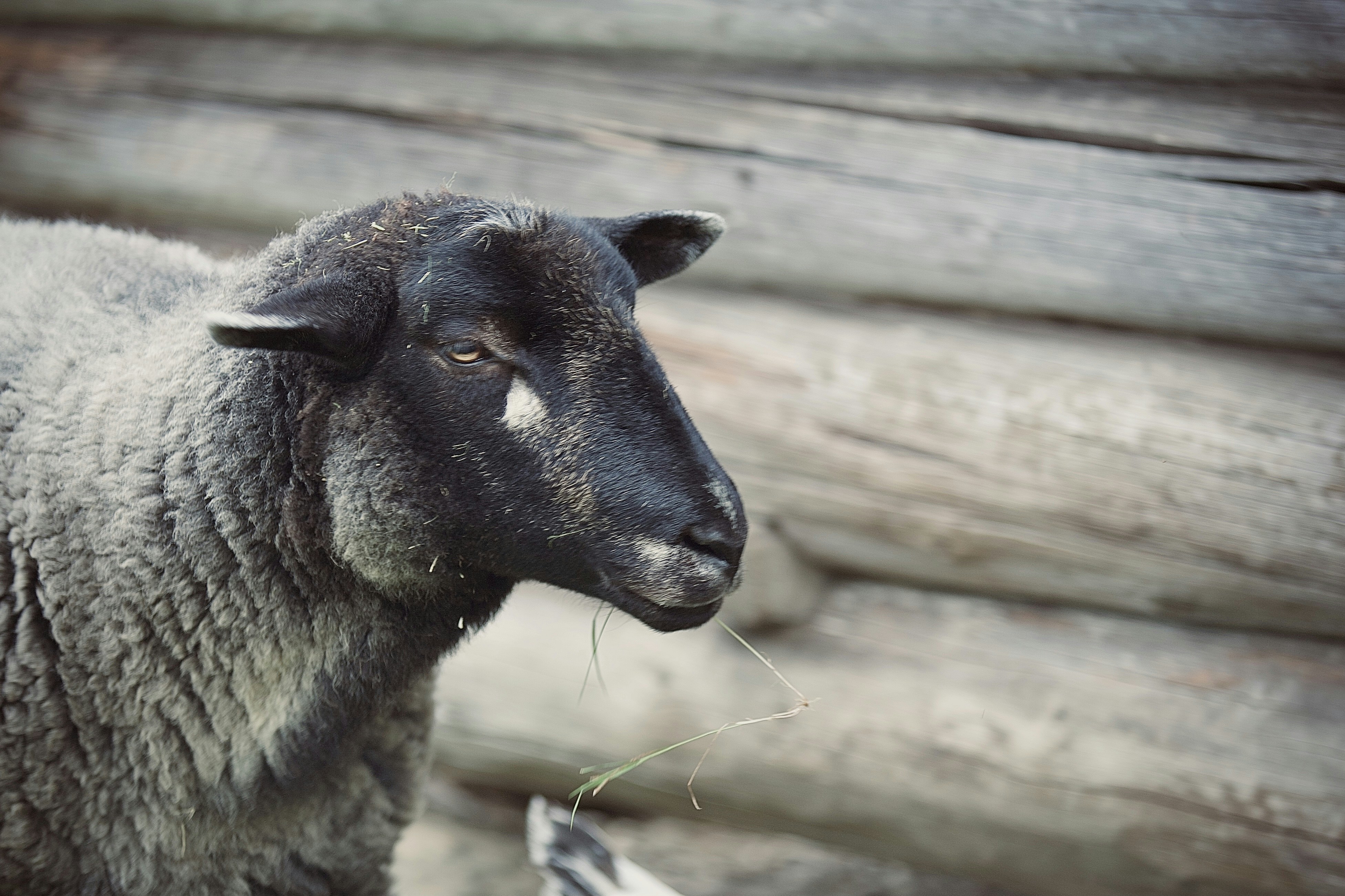 Grey troender sheep