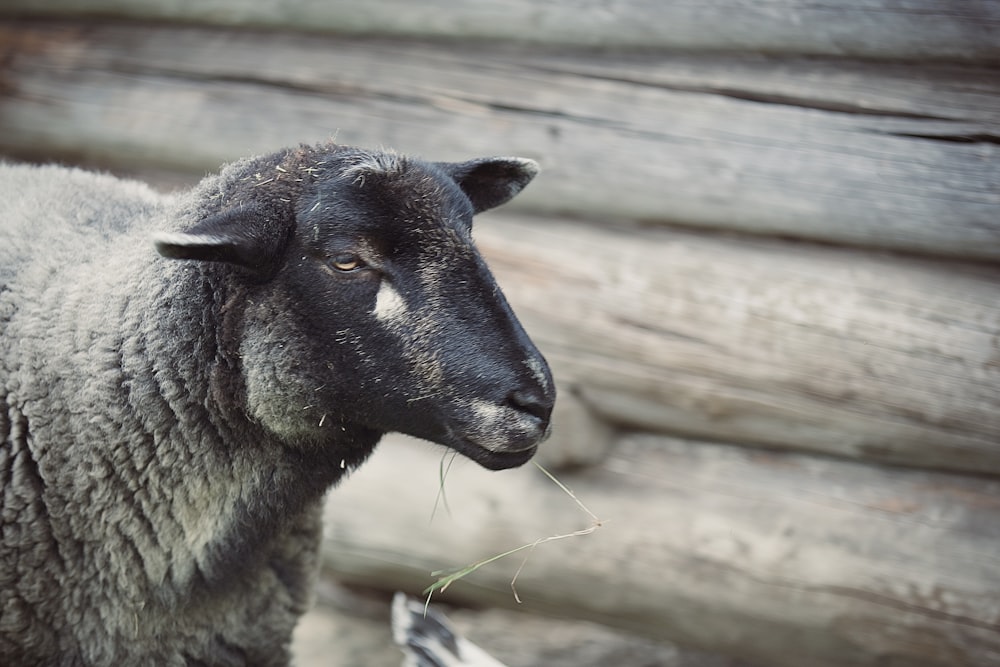 a close up of a sheep eating grass