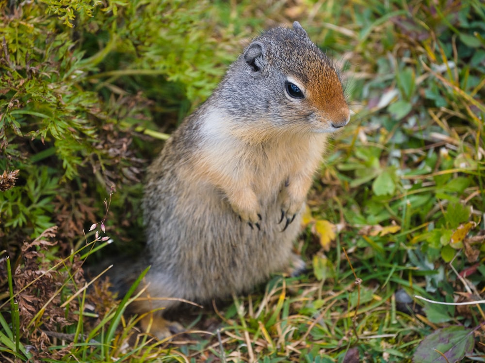 a small rodent sitting in the grass