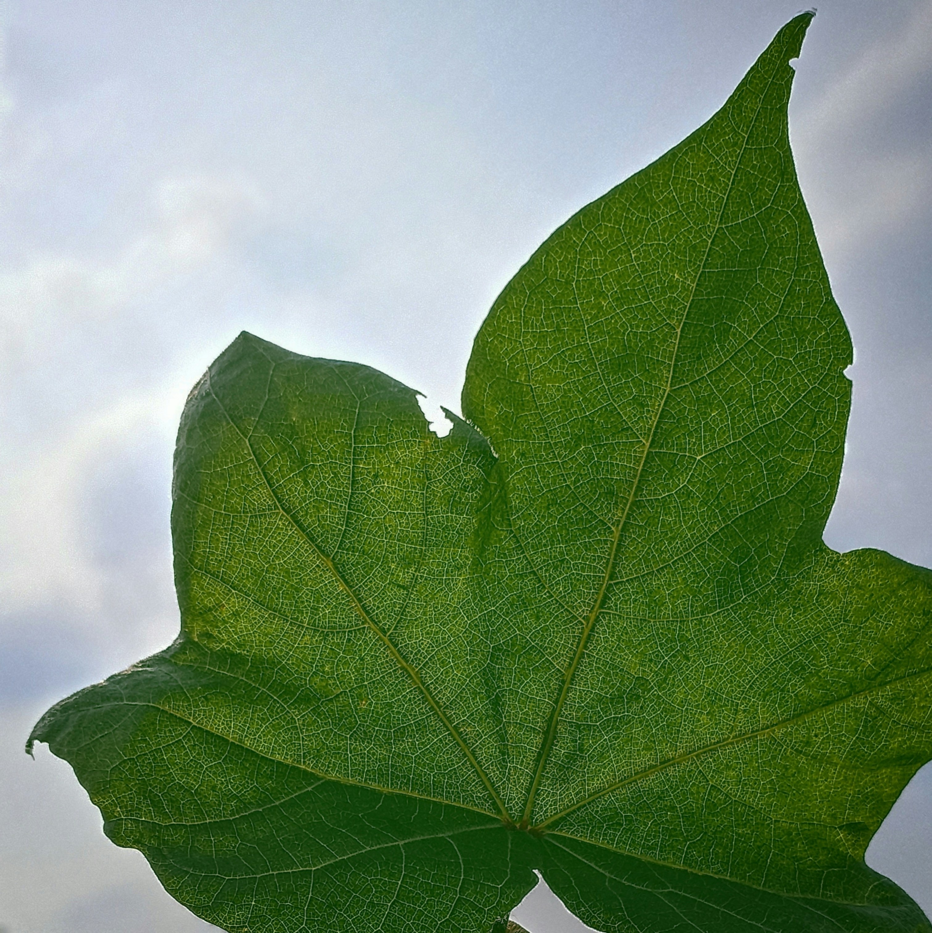 Photo by deep_aman6746