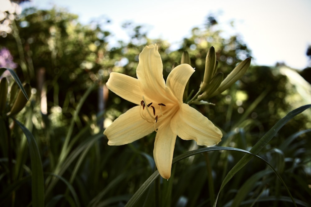 a close up of a yellow flower with trees in the background