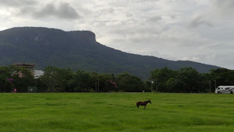 A professional horse transporter van parked in a serene countryside setting with a horse calmly looking out.