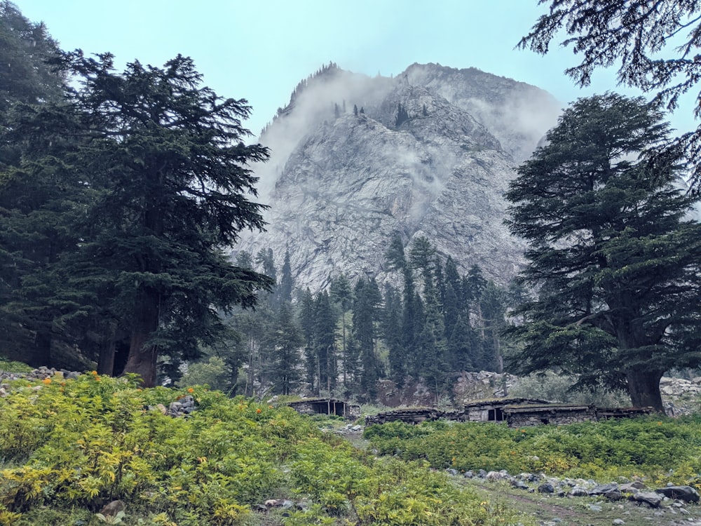 a mountain with trees and a small cabin in the foreground