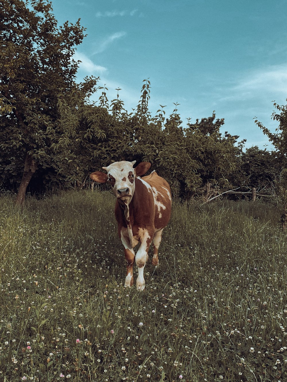 a brown and white cow standing on top of a grass covered field