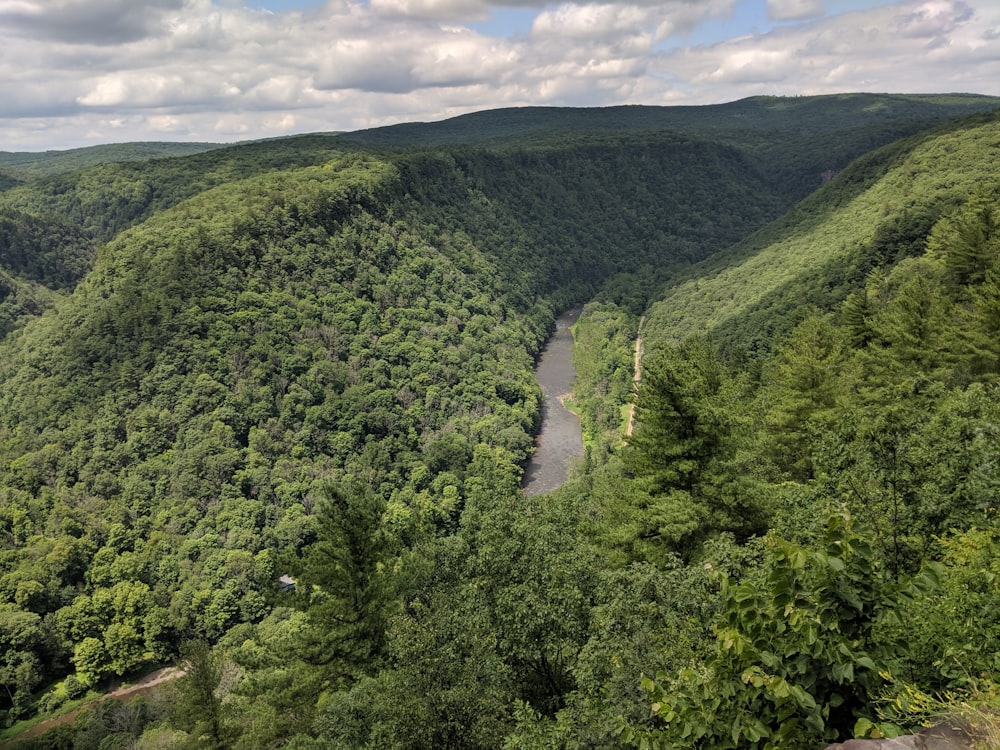 a river running through a lush green forest