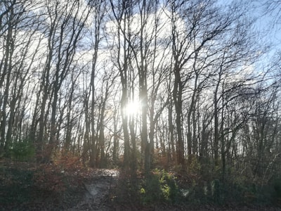 Sunlight filtering through trees onto a quiet lot.