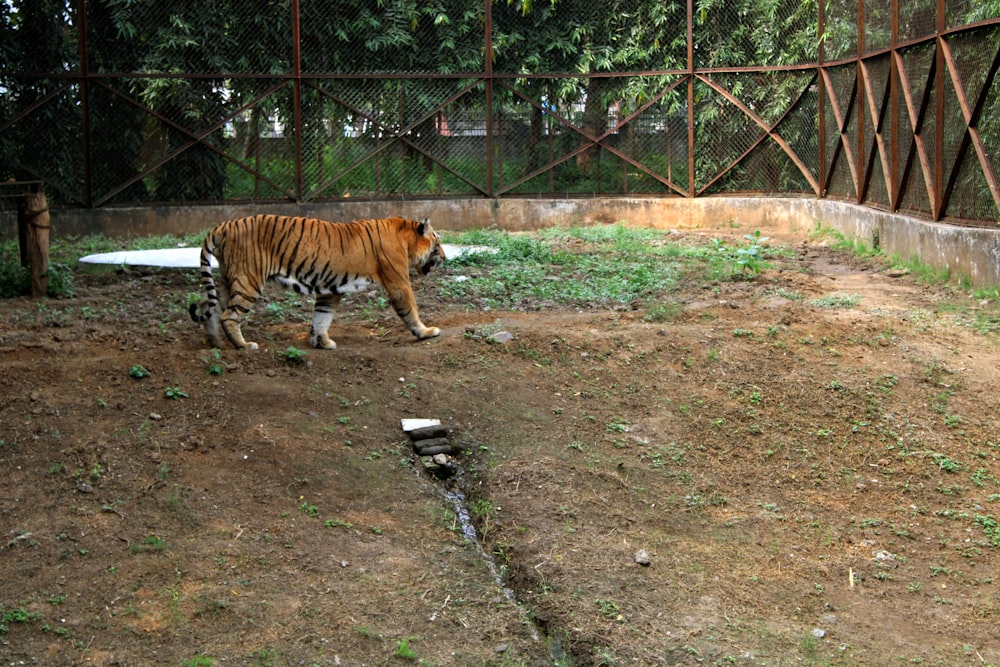 a tiger walking across a dirt field next to a fence