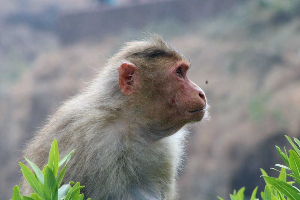 a close up of a monkey in a tree