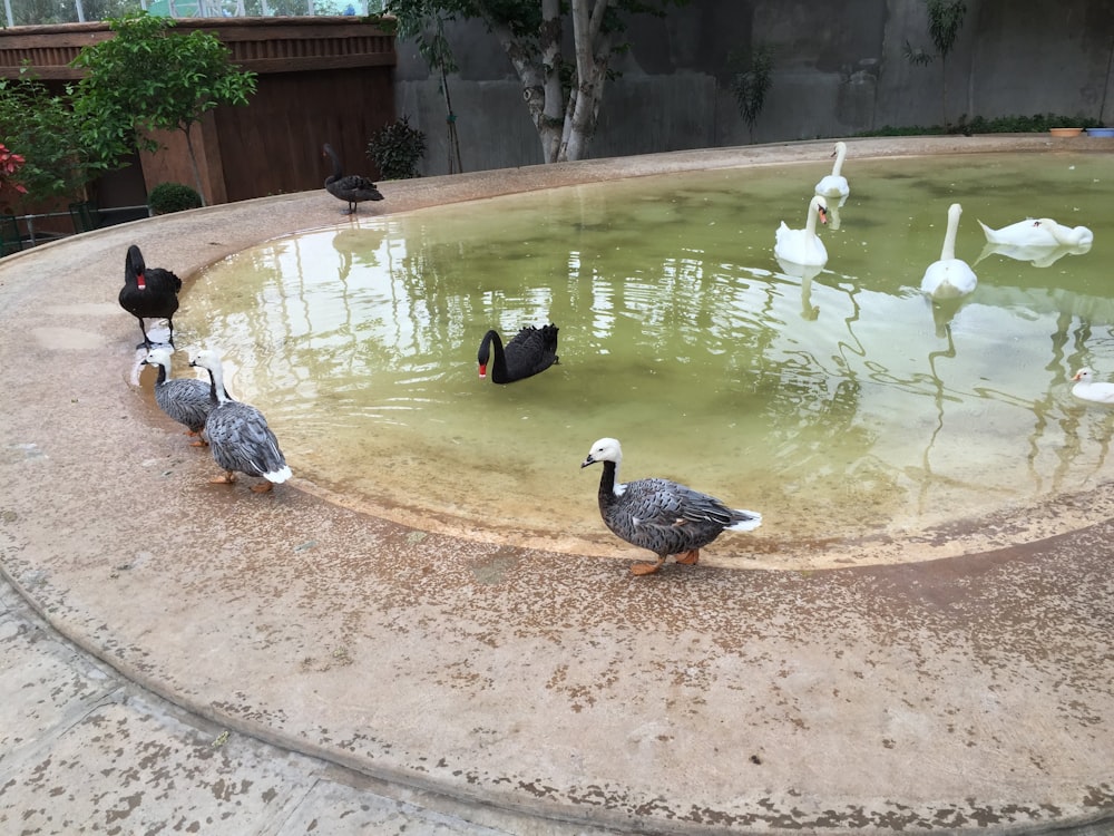 a flock of birds standing around a pond of water