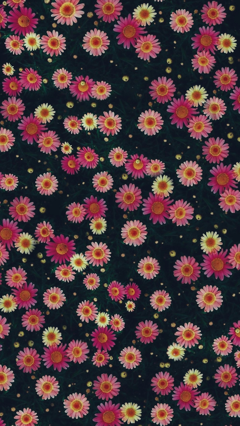 a bunch of pink and yellow flowers on a black background