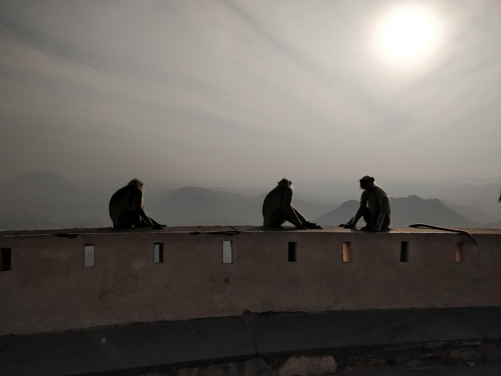 a group of monkeys sitting on top of a cement wall
