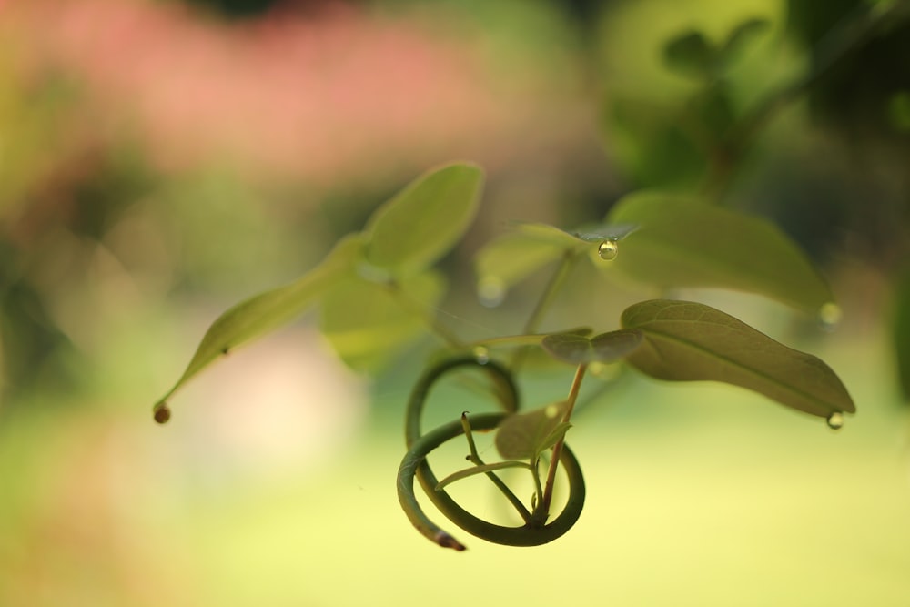 a close up of a plant with water drops on it