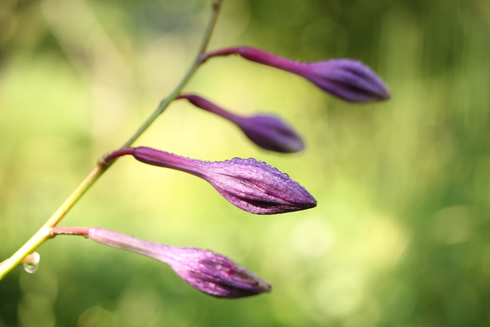 a purple flower with drops of water on it