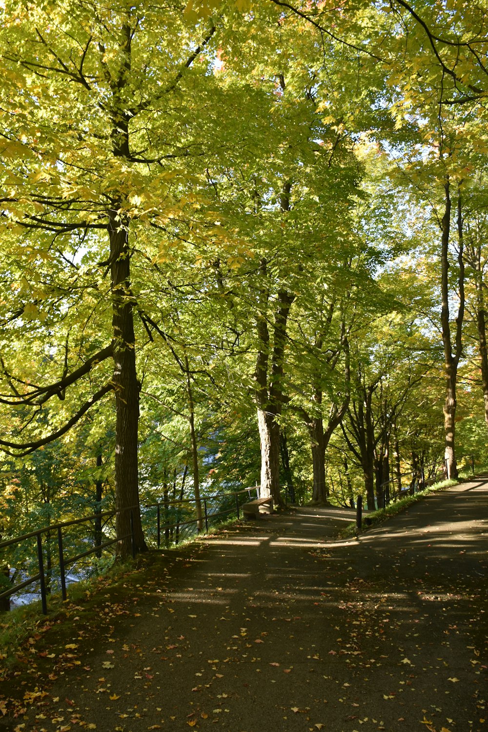 Un sentiero in un parco con tanti alberi