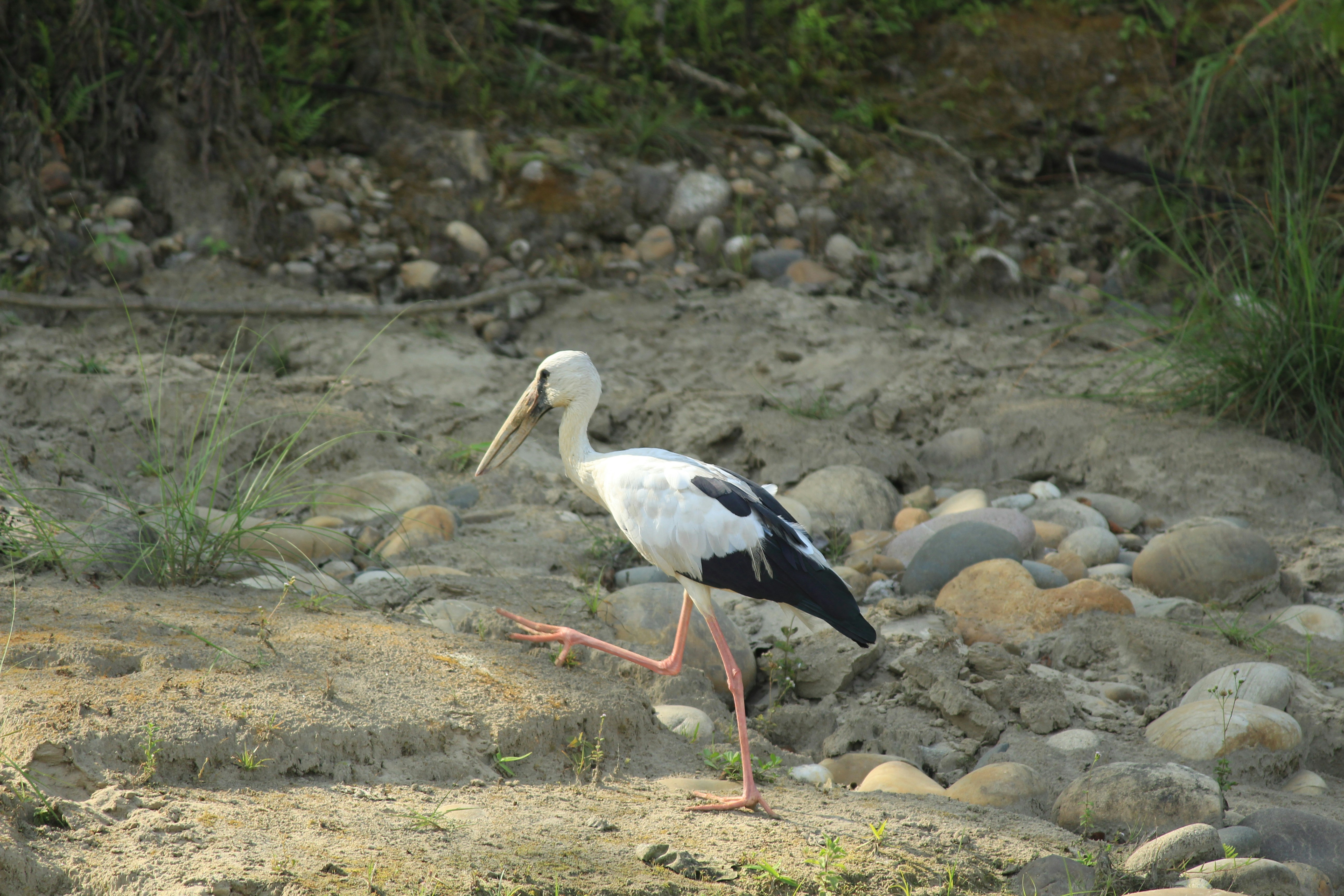  Chitwan Jungle Safari (Nature and Wildlife)