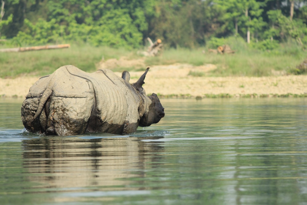 Ein Nashorn steht in einem Gewässer