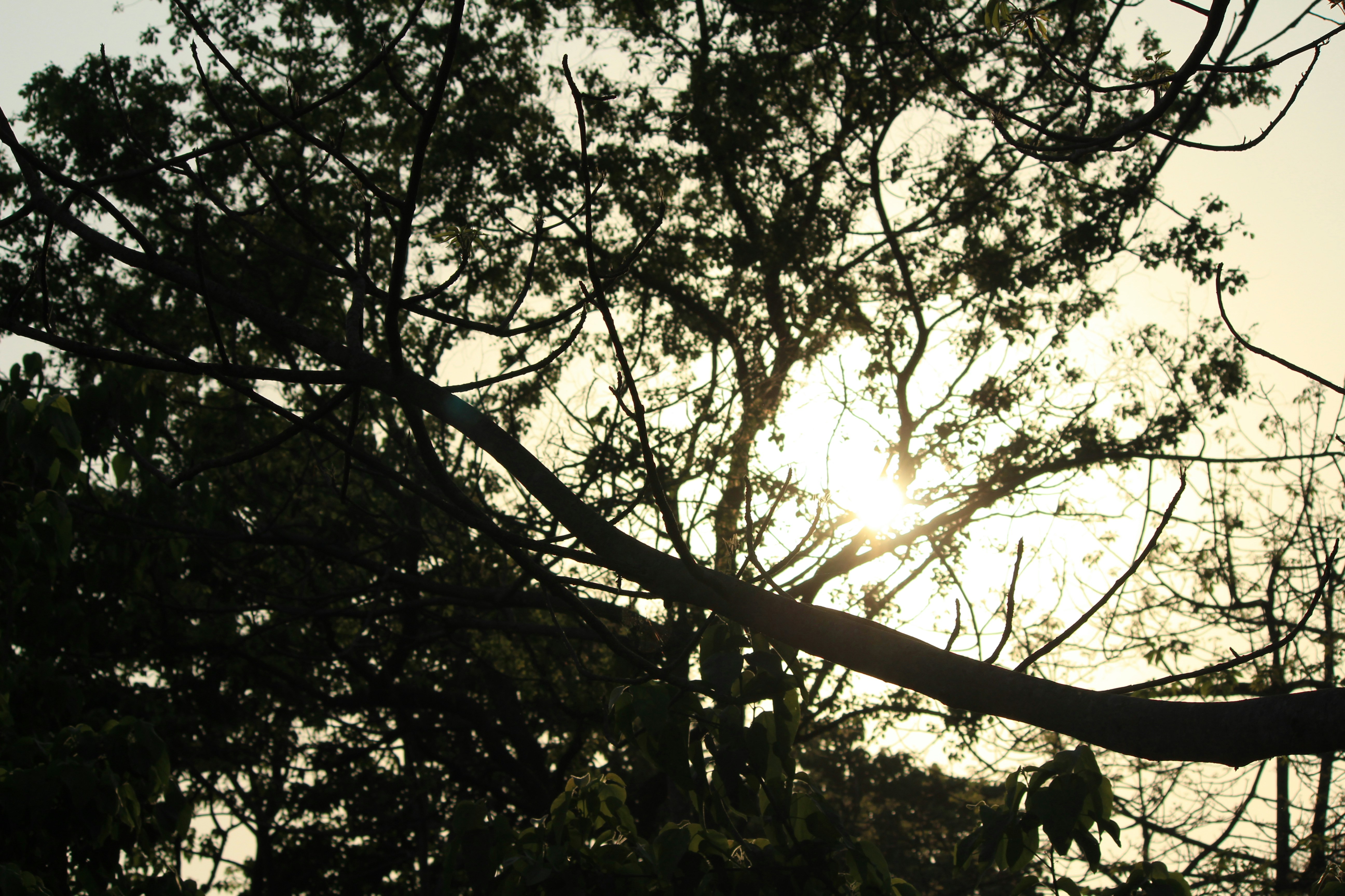 Photo by procheta_neogi