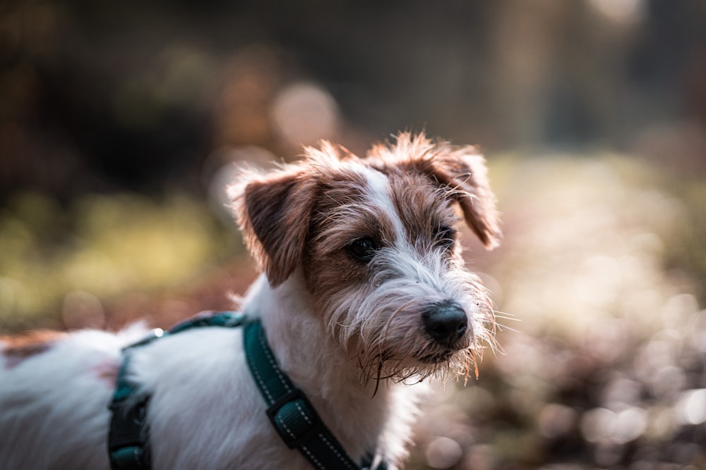 a brown and white dog wearing a green harness