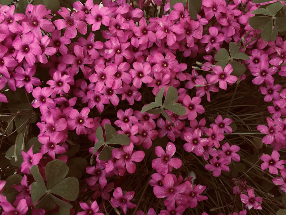 a bunch of purple flowers with green leaves