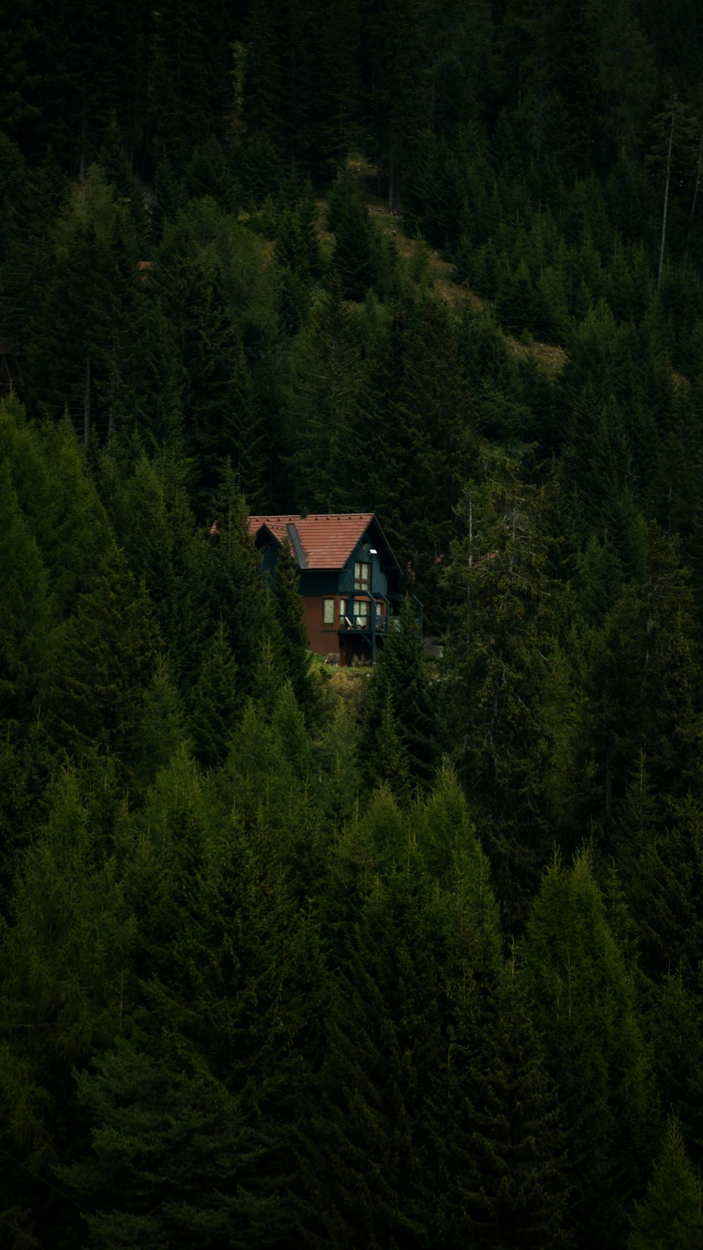 a house in the middle of a forest