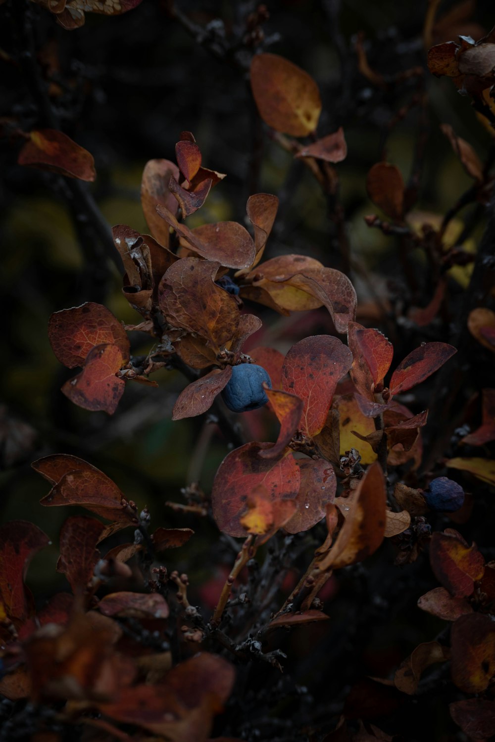 a bush with leaves and a blue berry on it