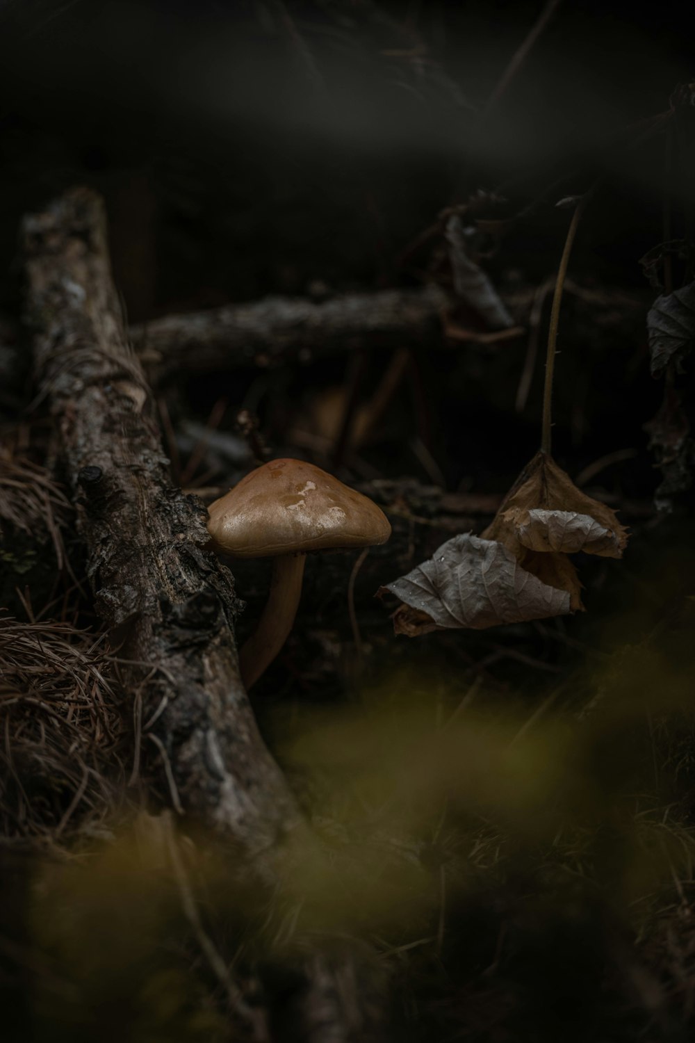 a group of mushrooms sitting on top of a forest floor