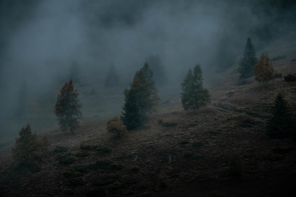 a group of trees on a hill covered in fog