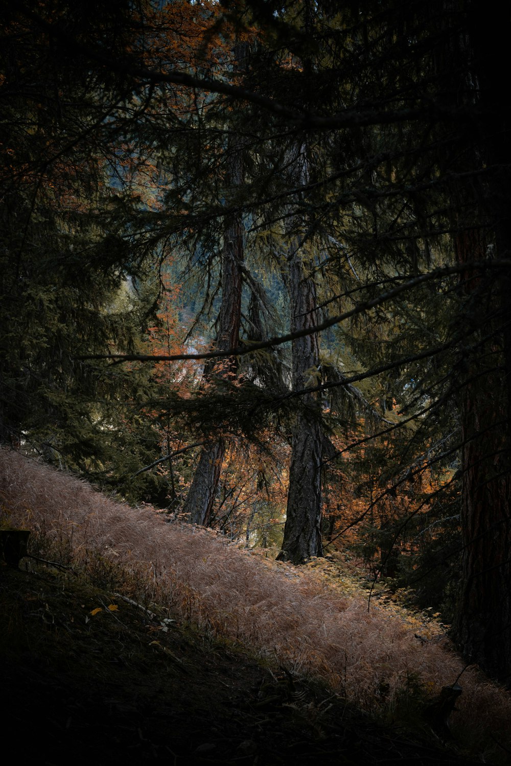 a man riding a bike down a trail through a forest