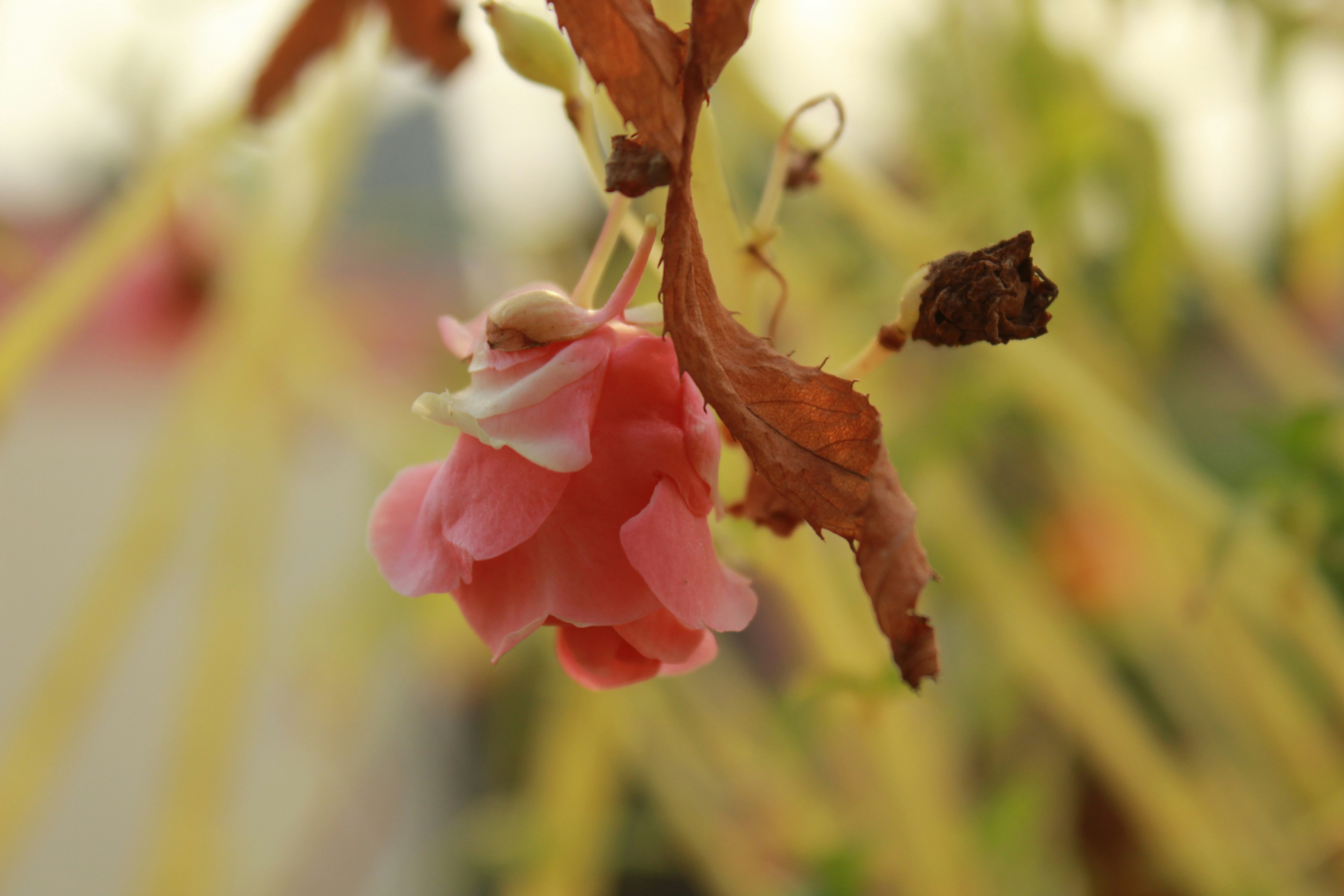 Photo by procheta_neogi